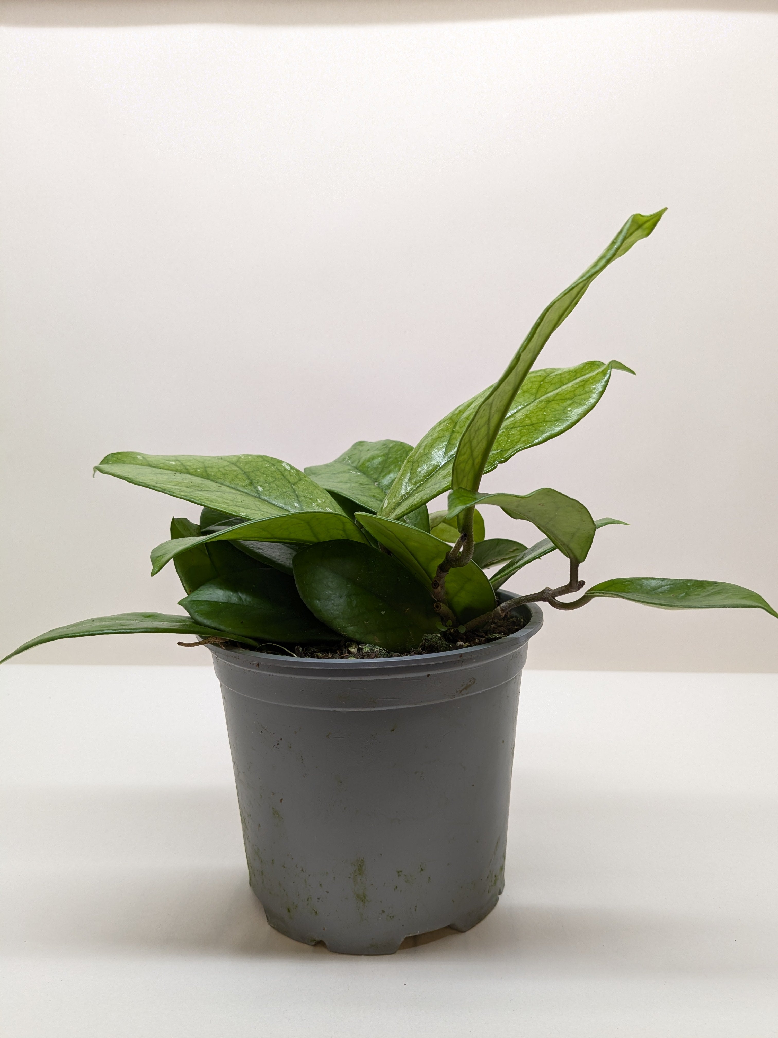 Hoya Fungii - Ethereal Company-4" Plant