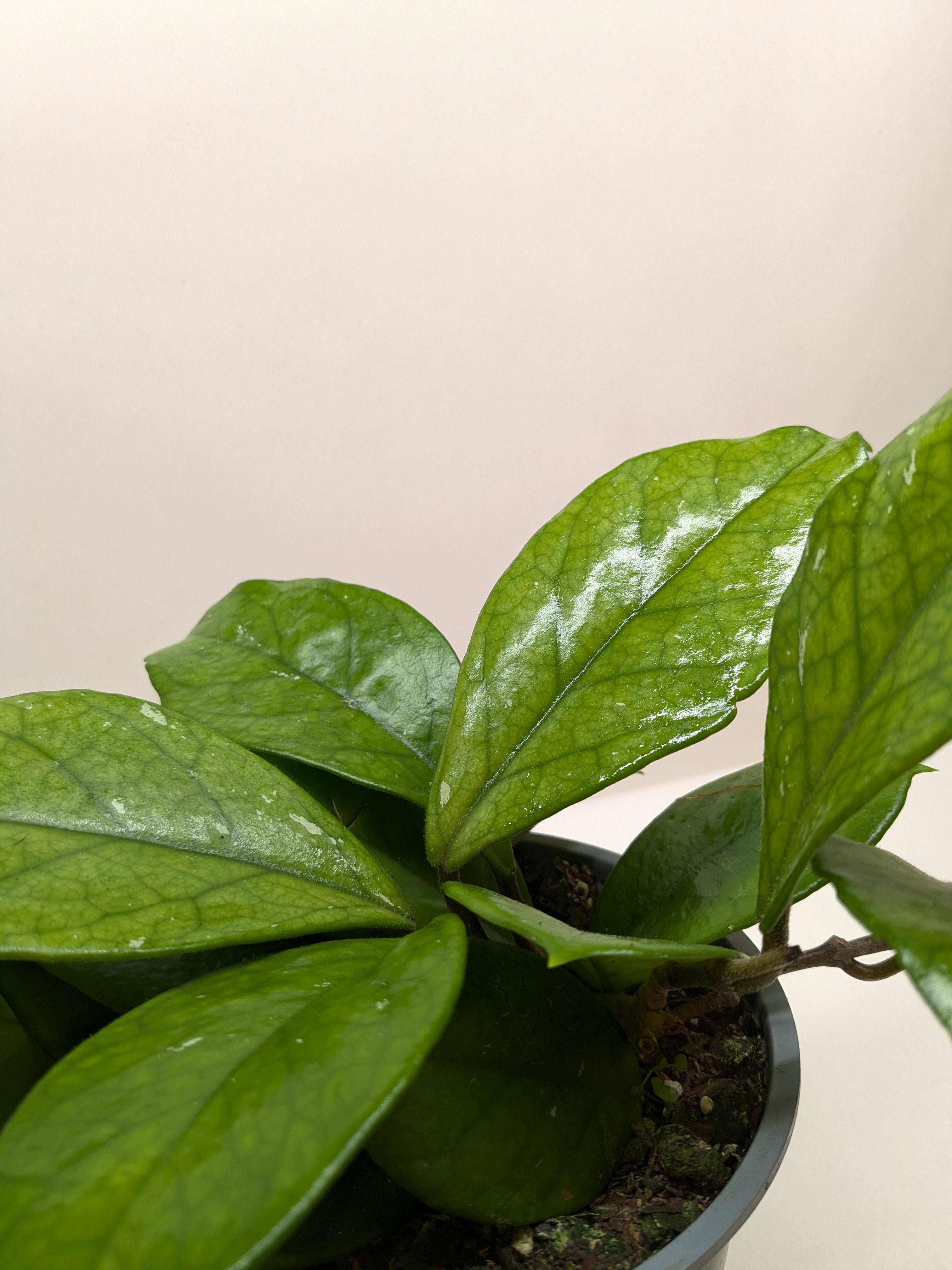 Hoya Fungii - Ethereal Company-4" Plant