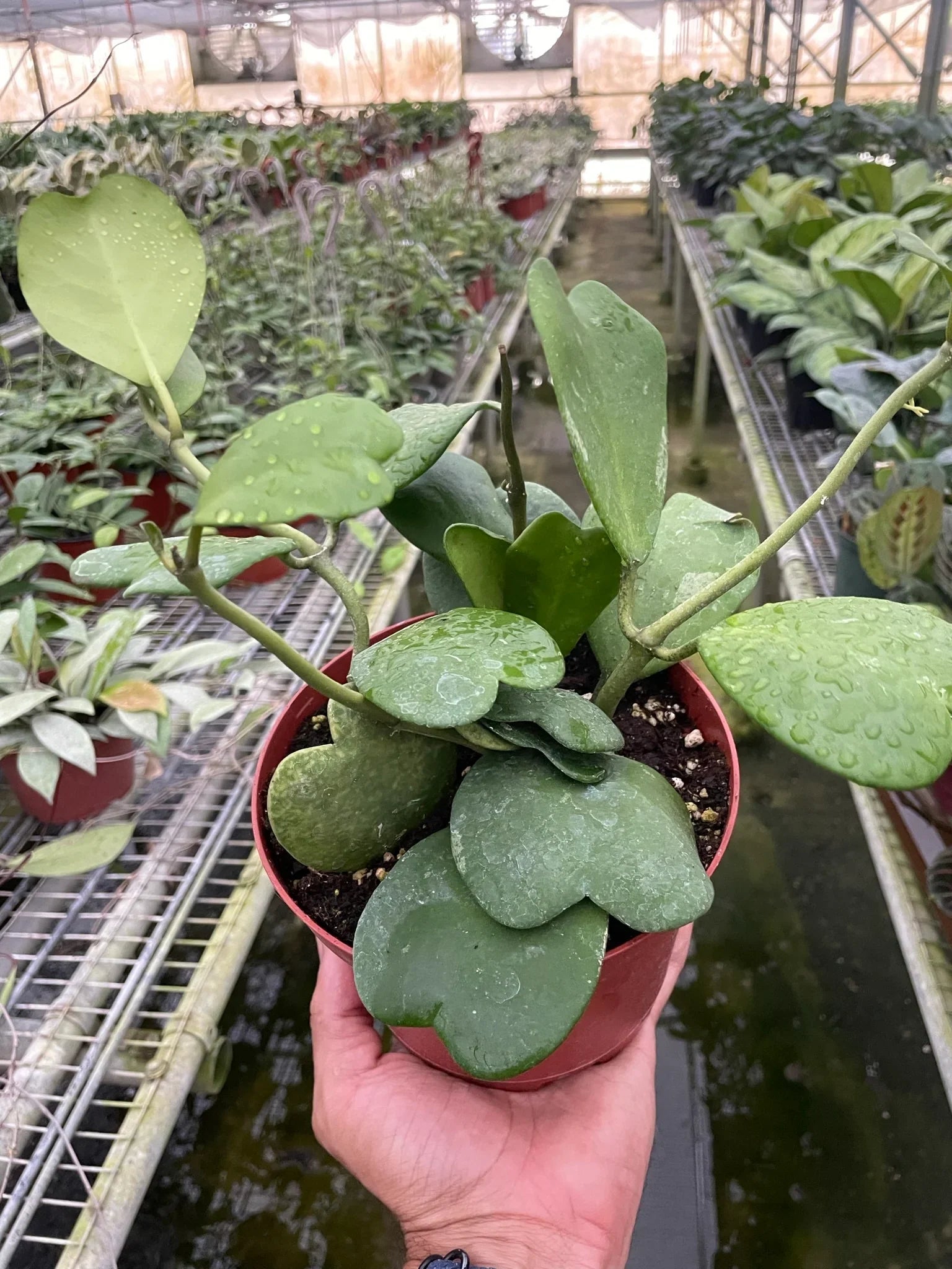 Hoya Sweetheart - Ethereal Company-4" Plant
