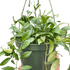 Hoya &