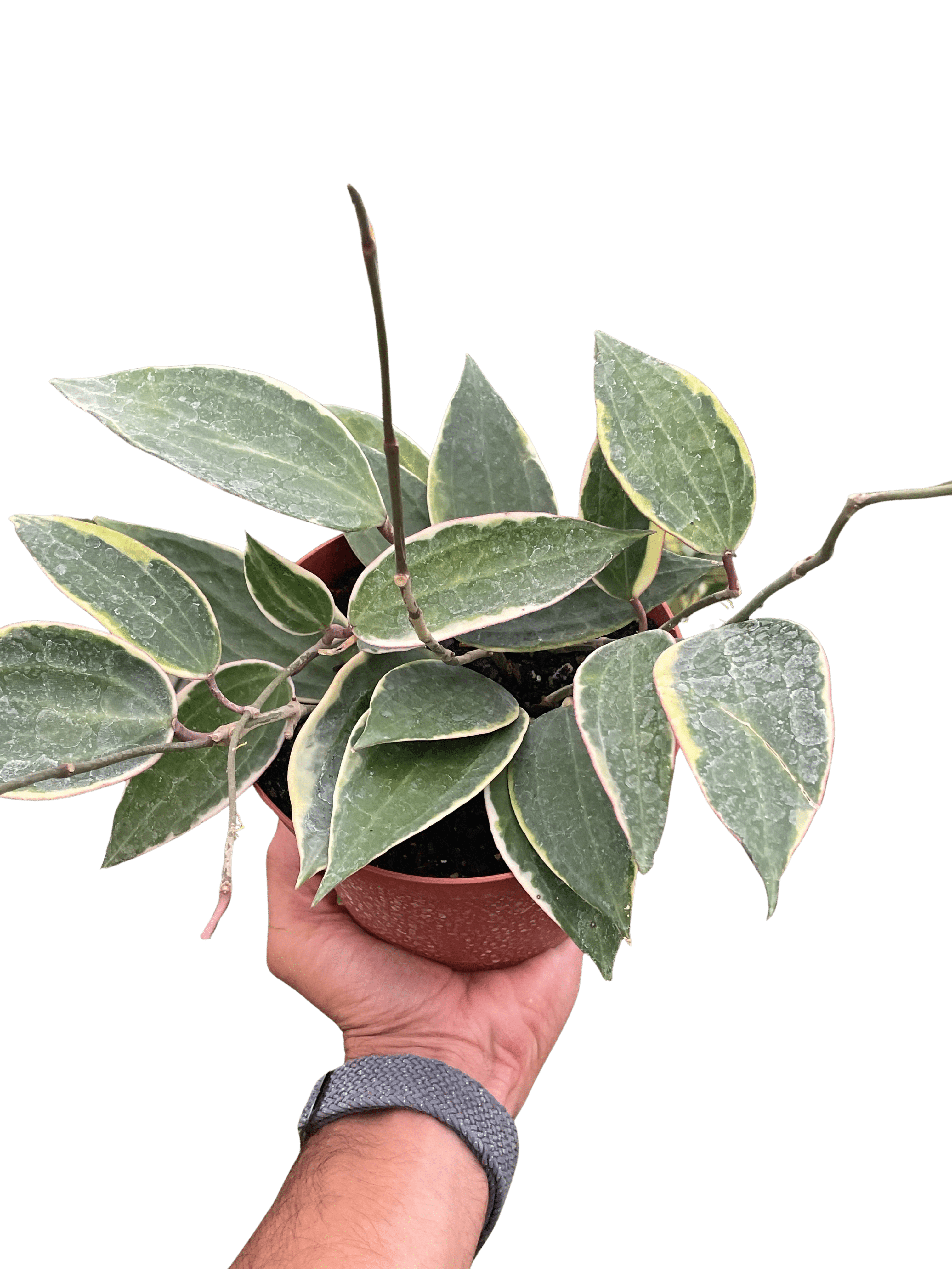 Hoya Macrophylla Variegated - Ethereal Company-4" Plant