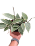 Hoya Macrophylla Variegated - Ethereal Company-4" Plant