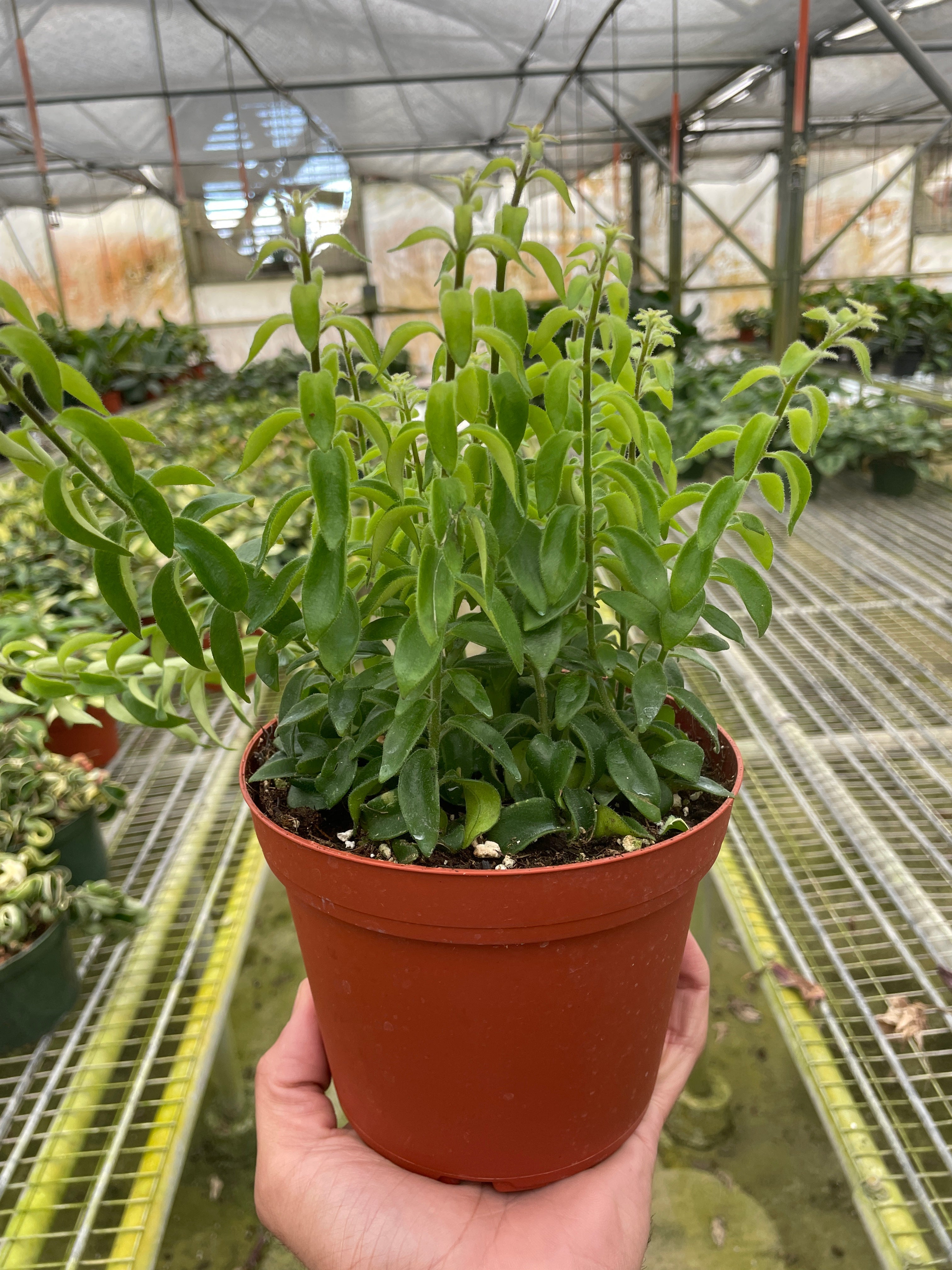 Curly Lipstick Plant - Ethereal Company-Indoor Plants