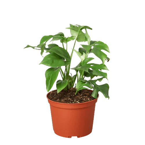 Philodendron Mini Monstera Minima - Ethereal Company-4" Plant (1pk/$2) ($6 Ship/15oz)