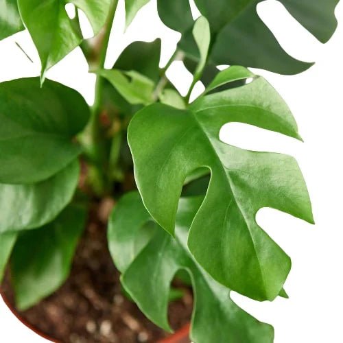 Philodendron Mini Monstera Minima - Ethereal Company-4" Plant (1pk/$2) ($6 Ship/15oz)
