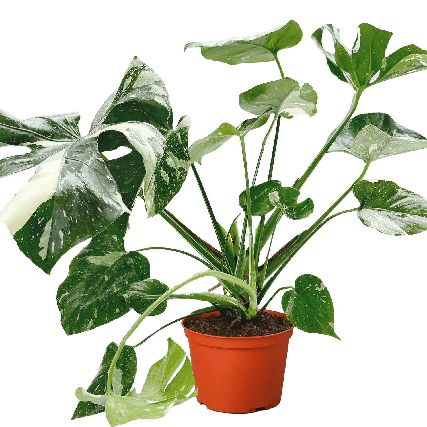 Monstera &