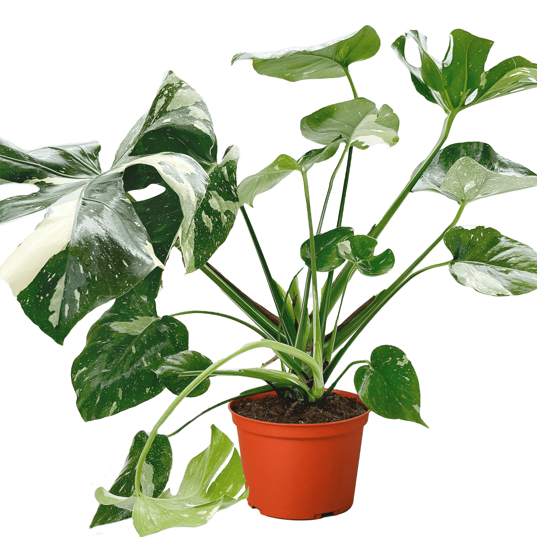 Monstera &
