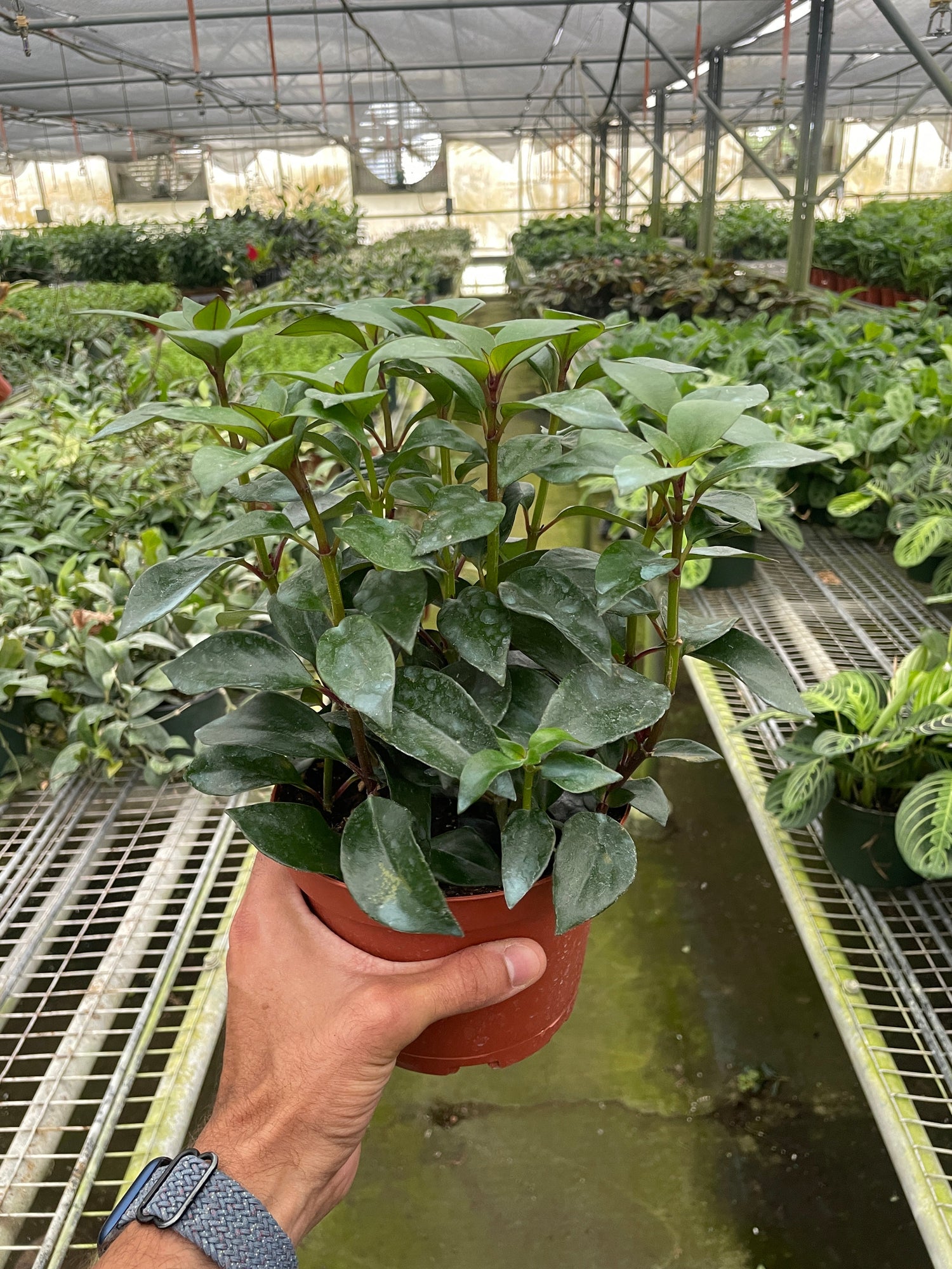 Nematanthus Black Goldfish Plant - Ethereal Company-Default
