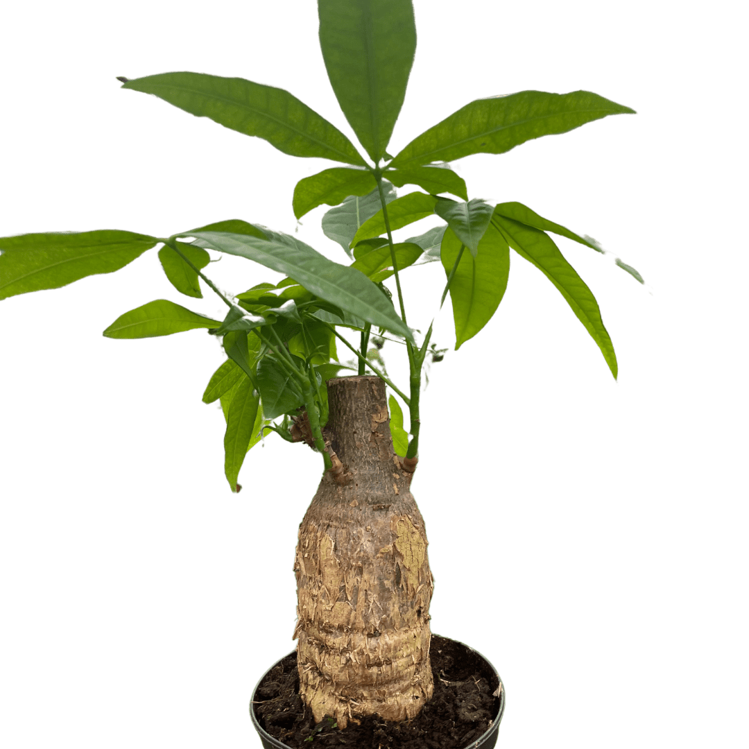 Money Tree &