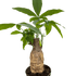 Money Tree &