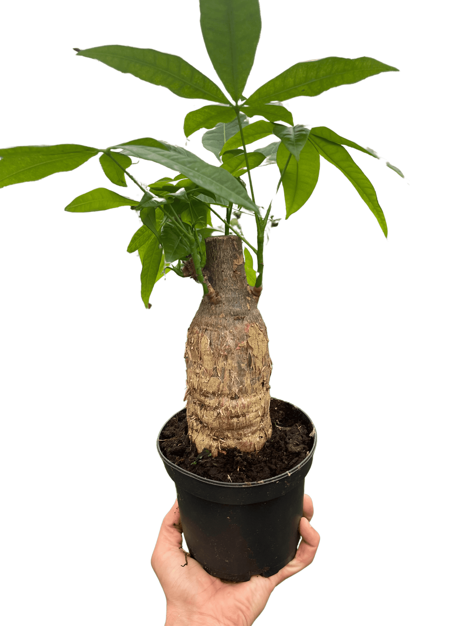 Money Tree &