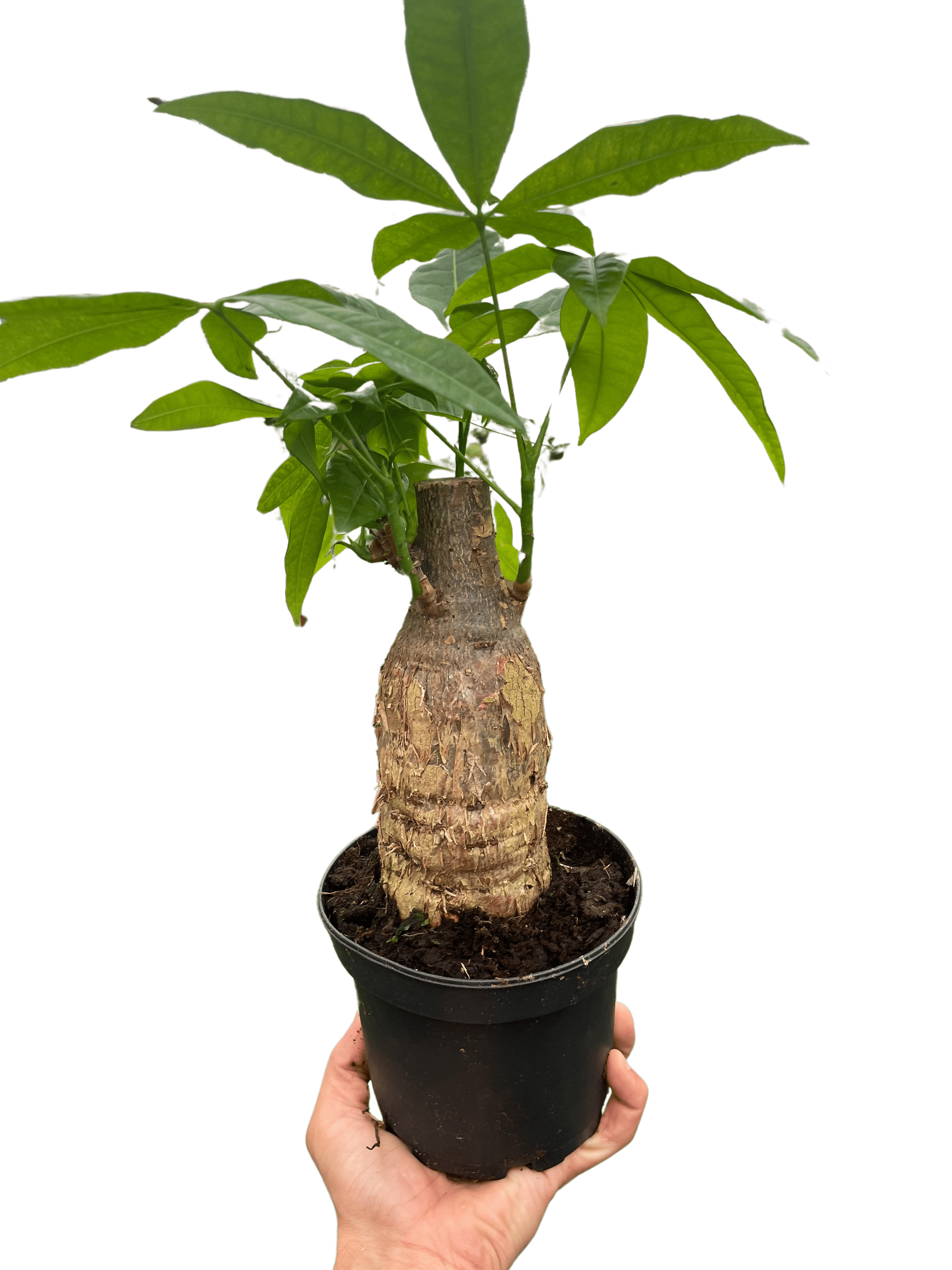 Money Tree &