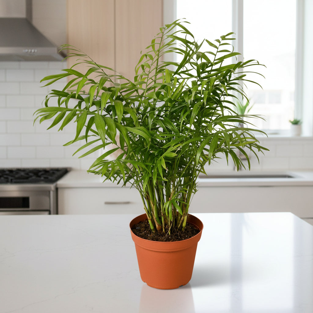 Parlor Palm - Ethereal Company-Indoor Plants
