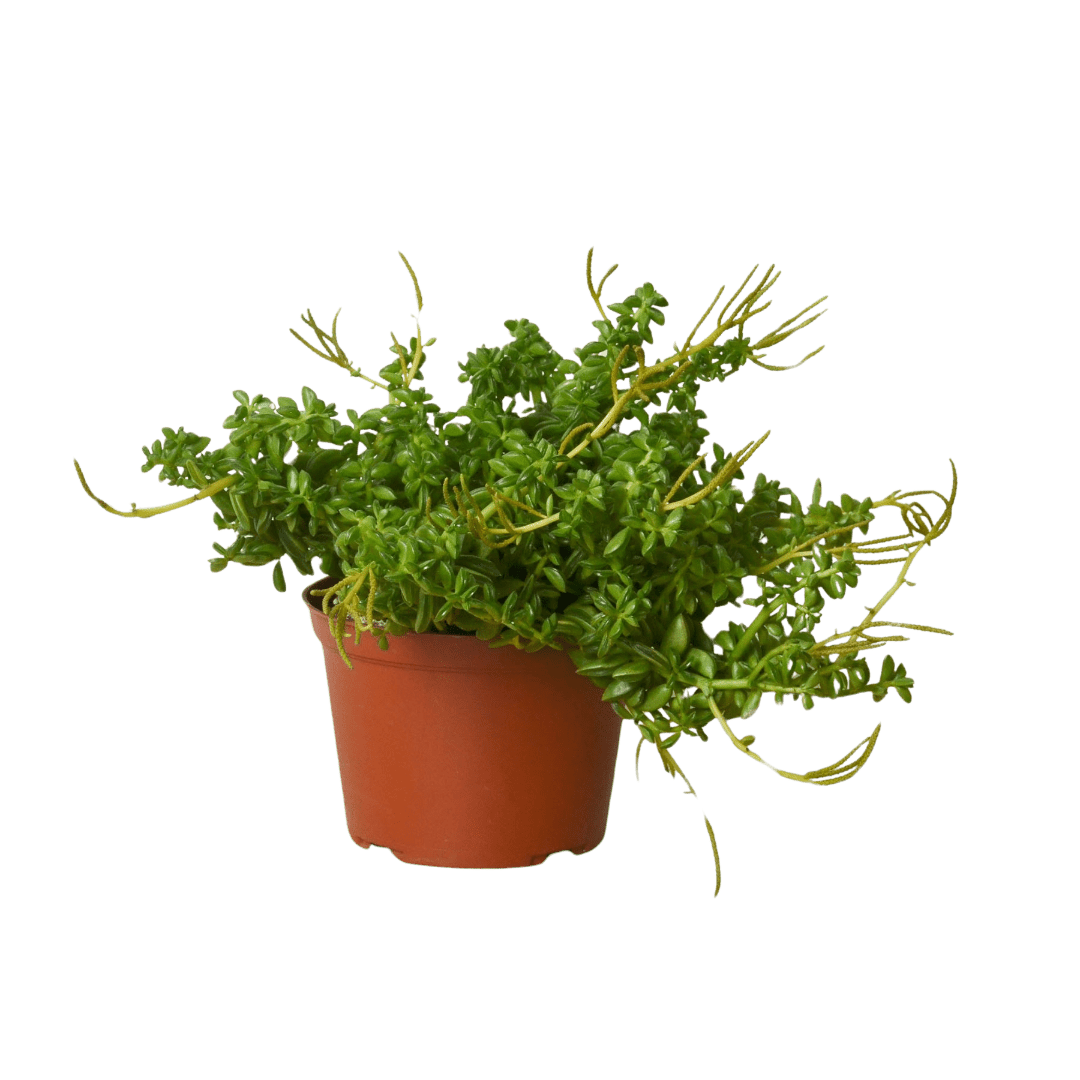 Peperomia &