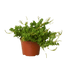 Peperomia &