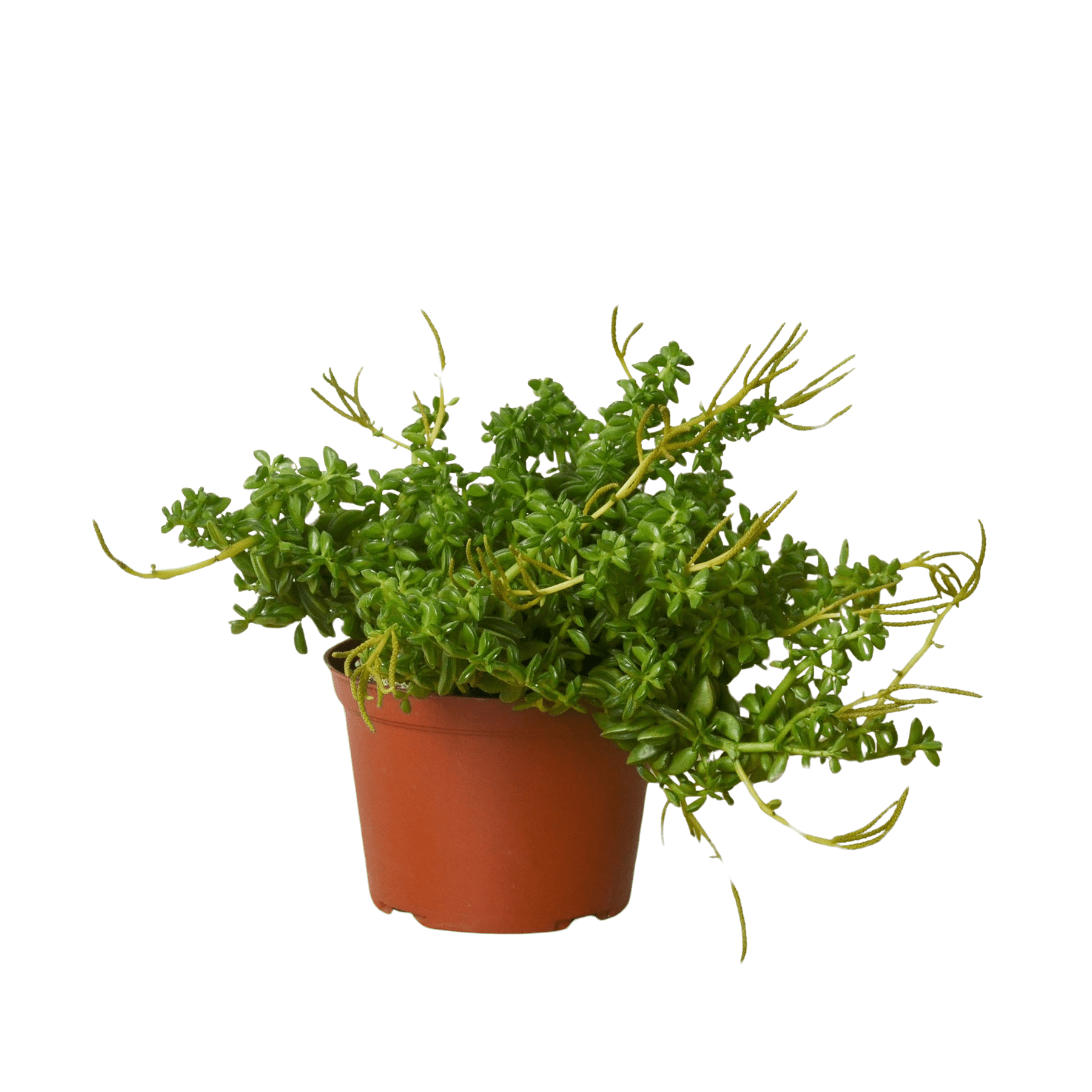 Peperomia &