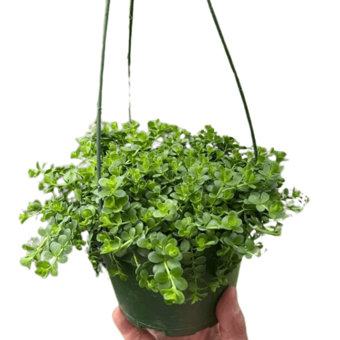 Peperomia Deppeana - Ethereal Company-Indoor Plants