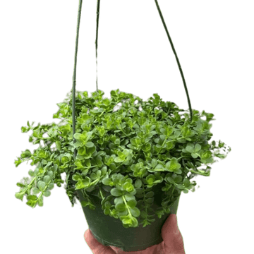 Peperomia Deppeana - Ethereal Company-Indoor Plants