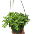 Peperomia Deppeana - Ethereal Company-Indoor Plants