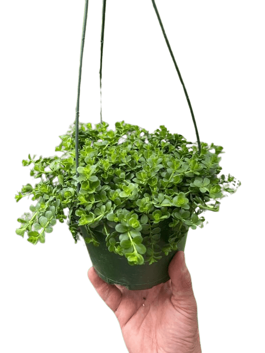 Peperomia Deppeana - Ethereal Company-Indoor Plants
