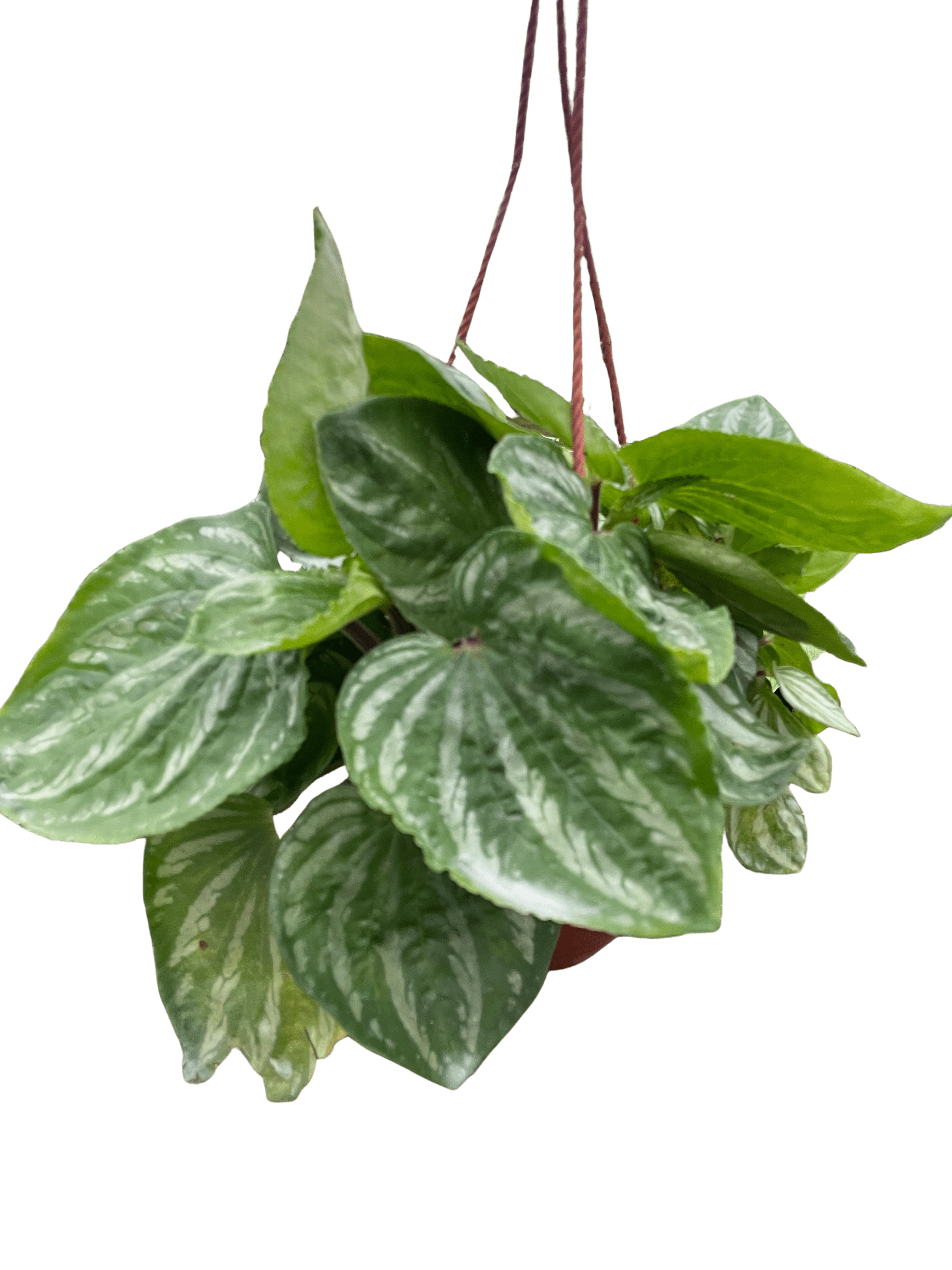 Peperomia Ecuador - Ethereal Company-Indoor Plants