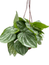 Peperomia Ecuador - Ethereal Company-Indoor Plants