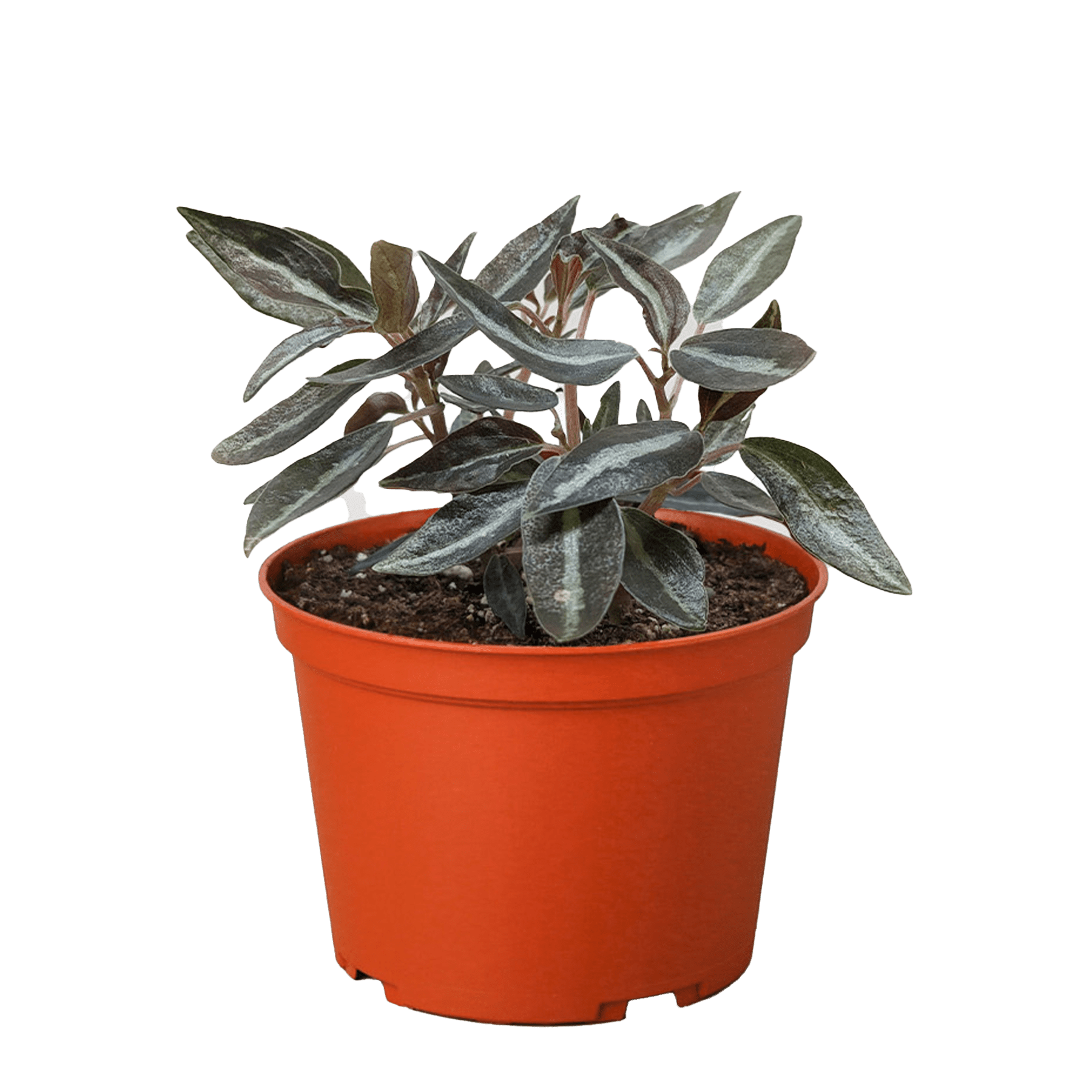 Peperomia &