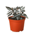 Peperomia &