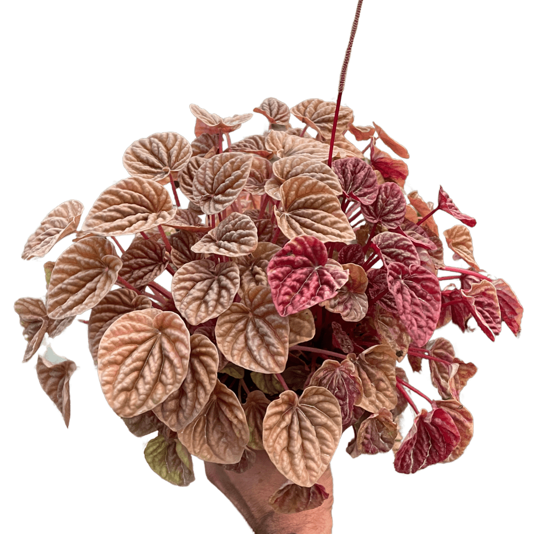Peperomia &