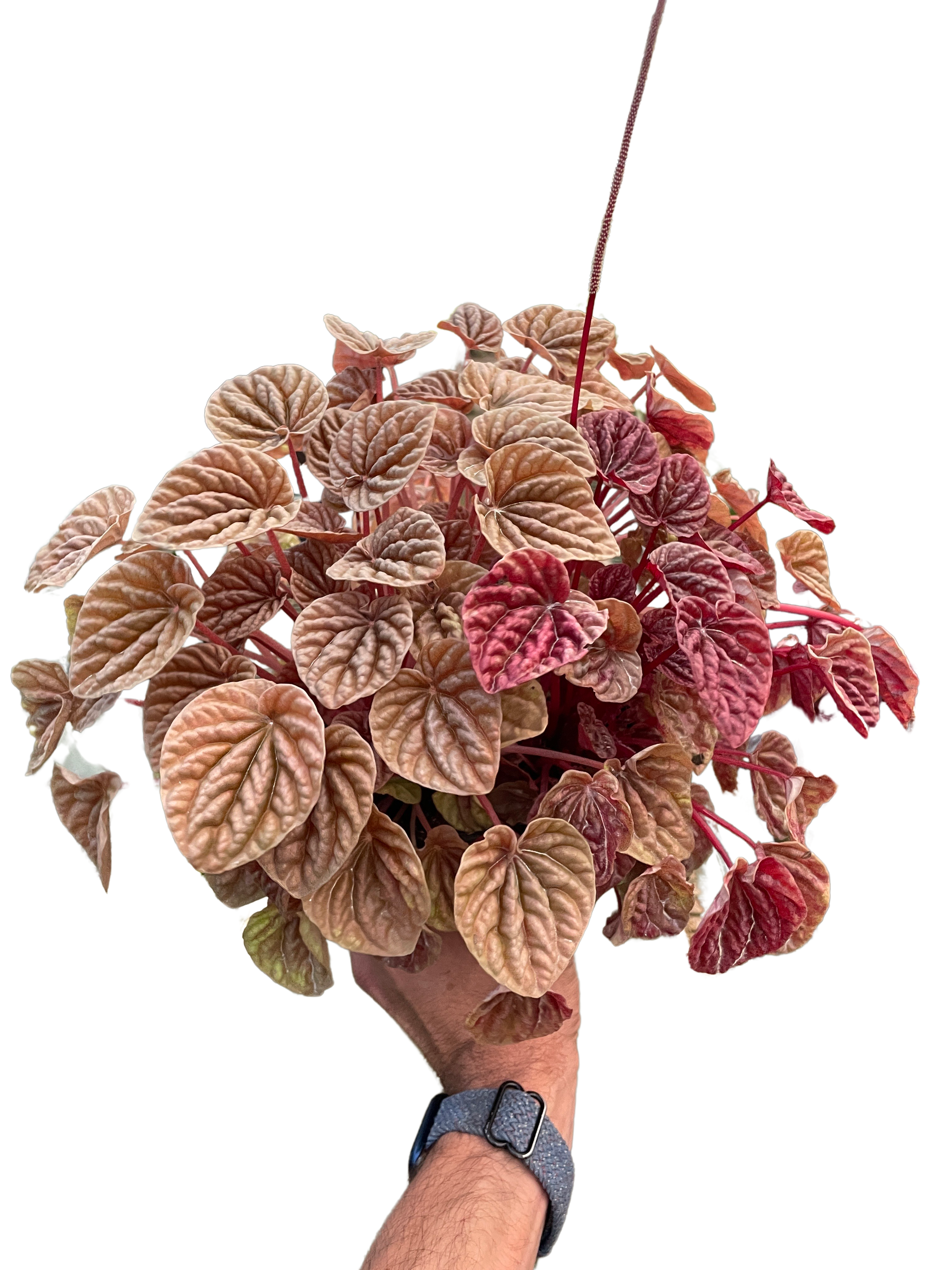 Peperomia &