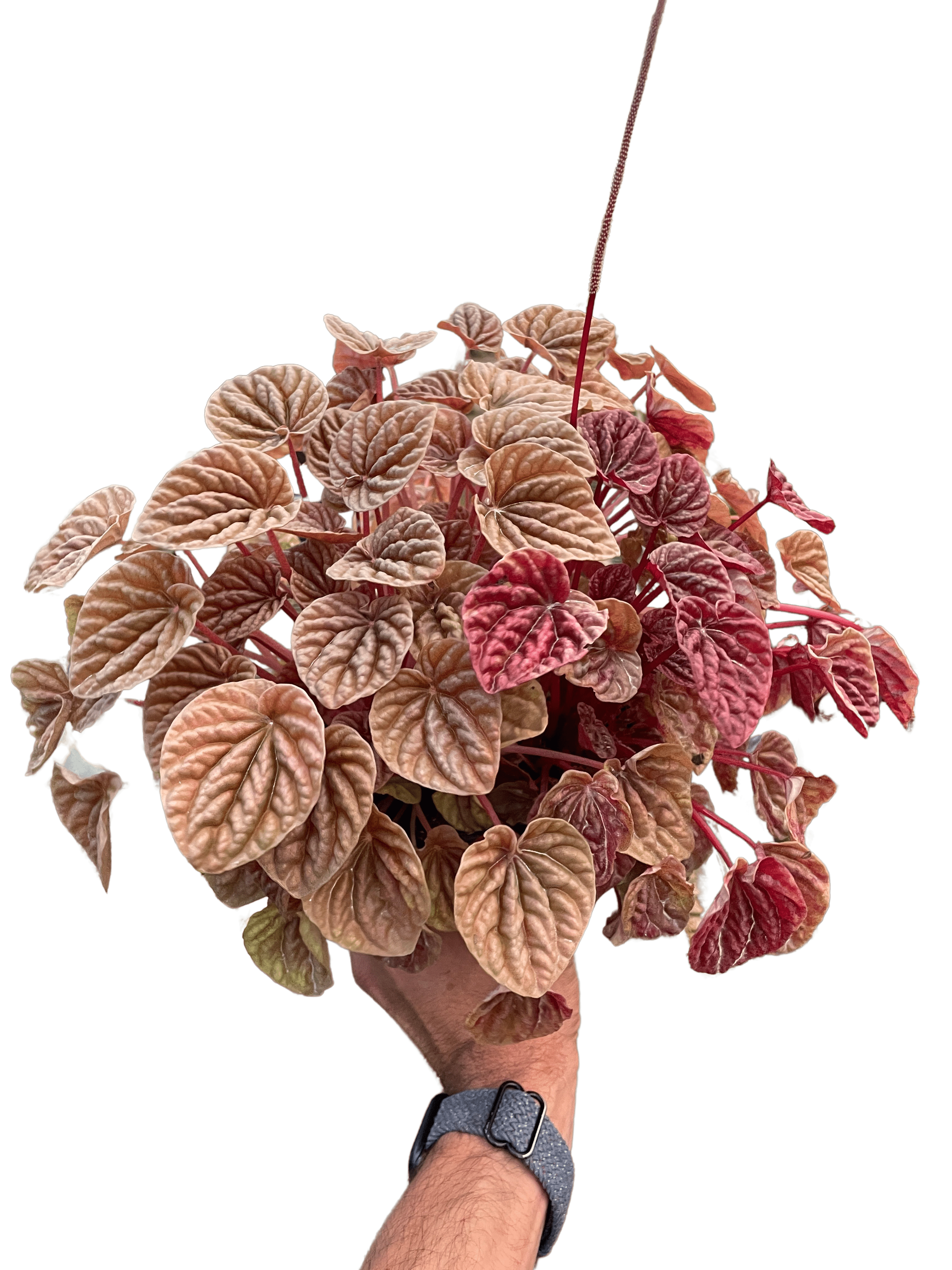Peperomia &