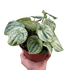 Peperomia &