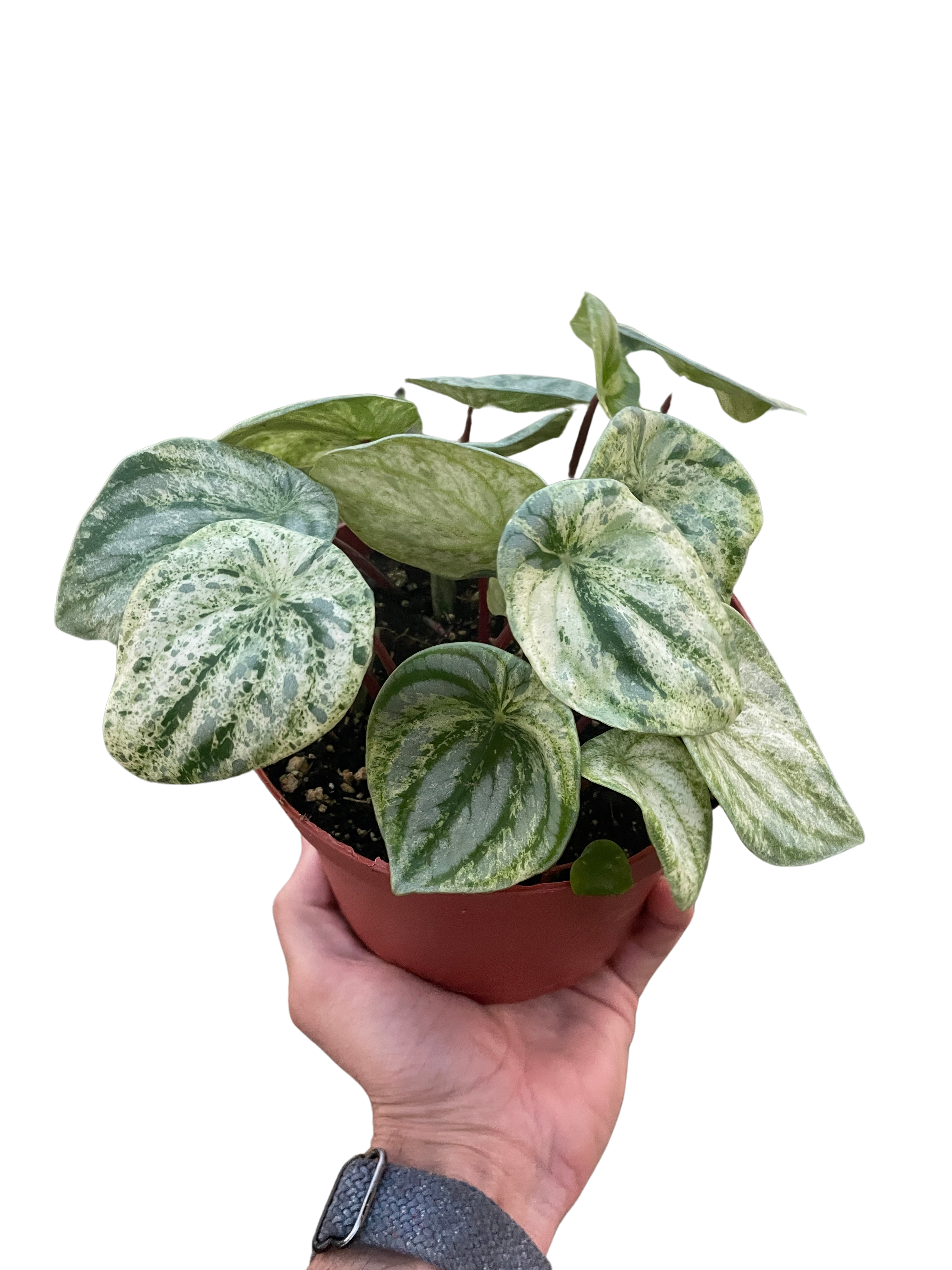 Peperomia &
