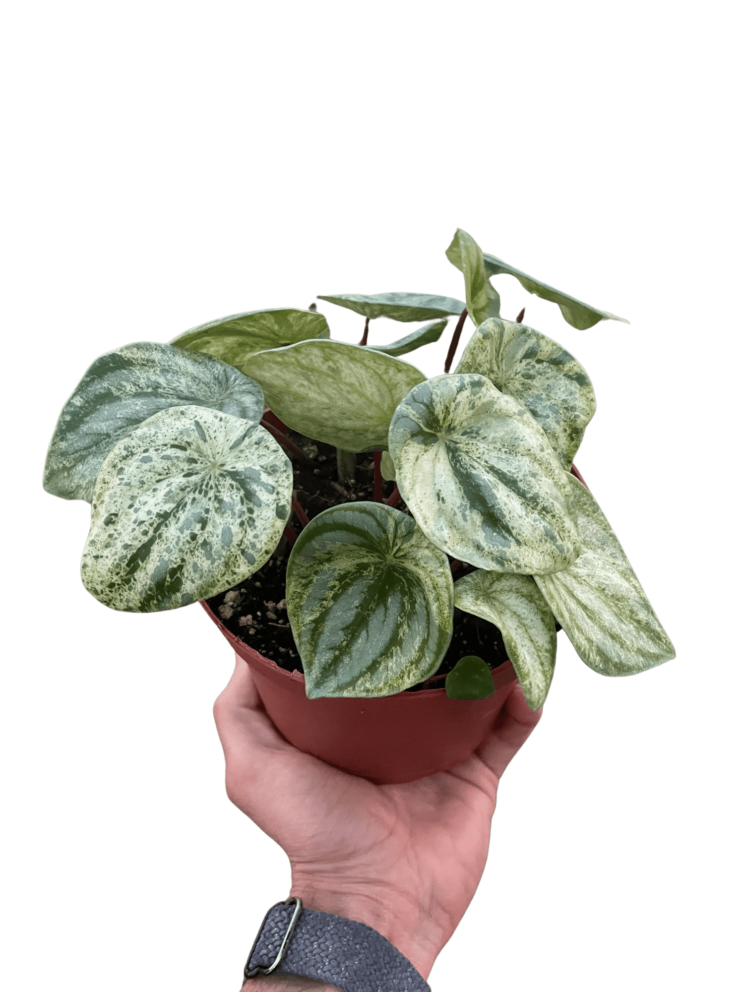 Peperomia &