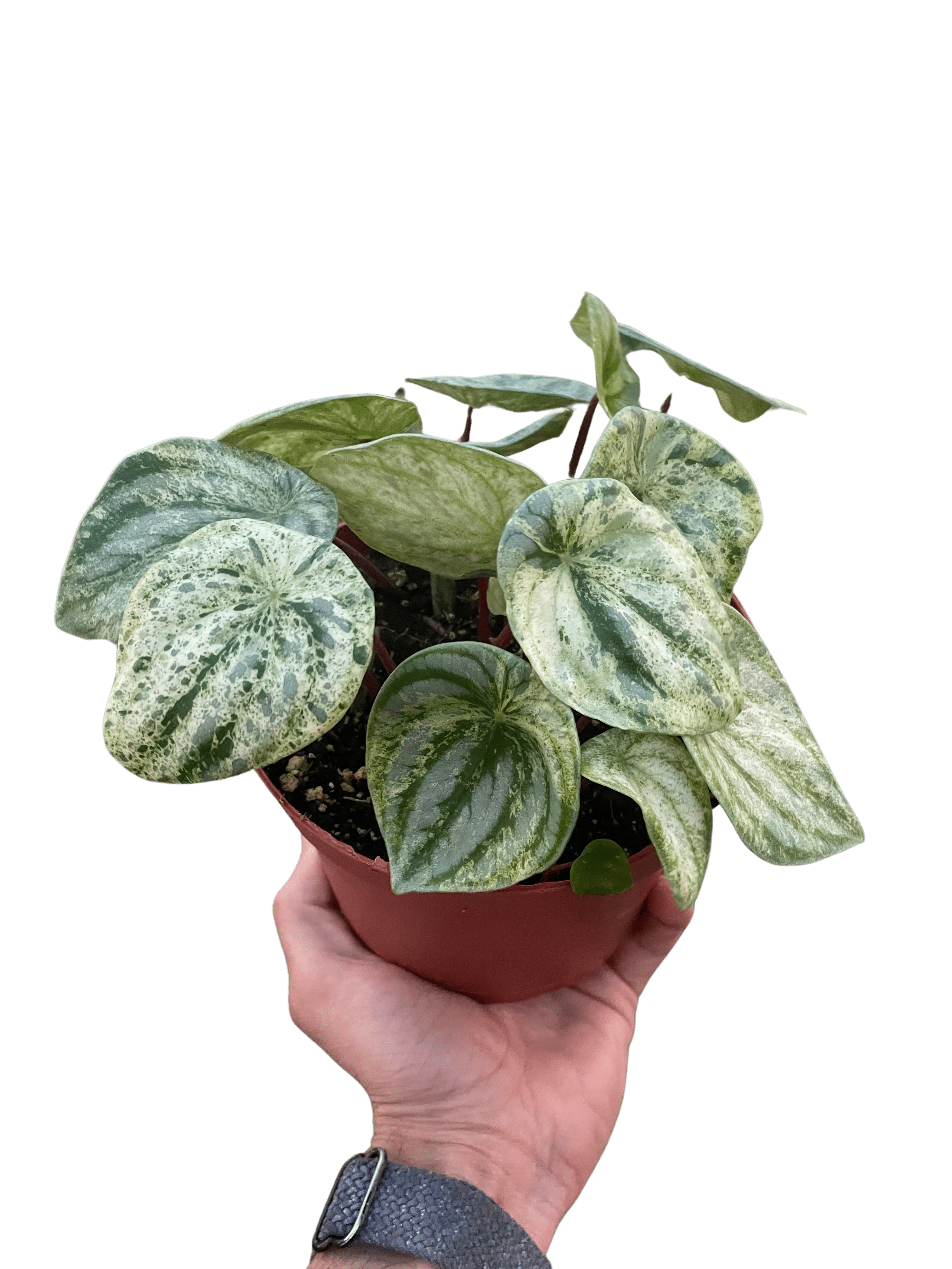 Peperomia &