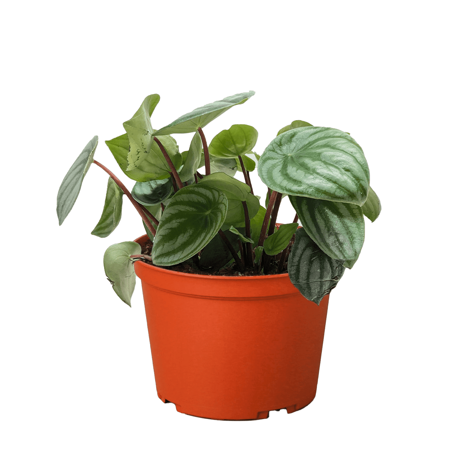 Peperomia Watermelon - Ethereal Company-4" Plant