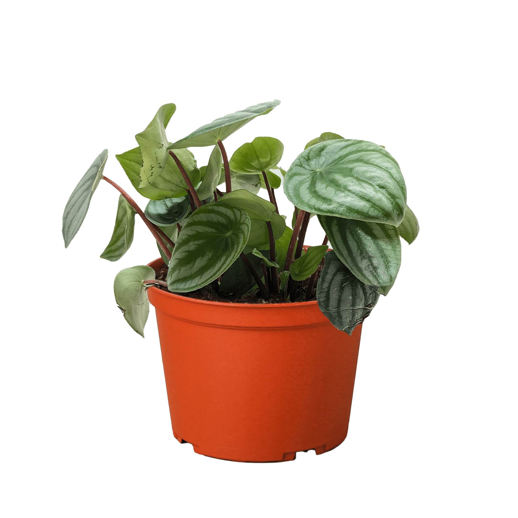 Peperomia Watermelon - Ethereal Company-4" Plant