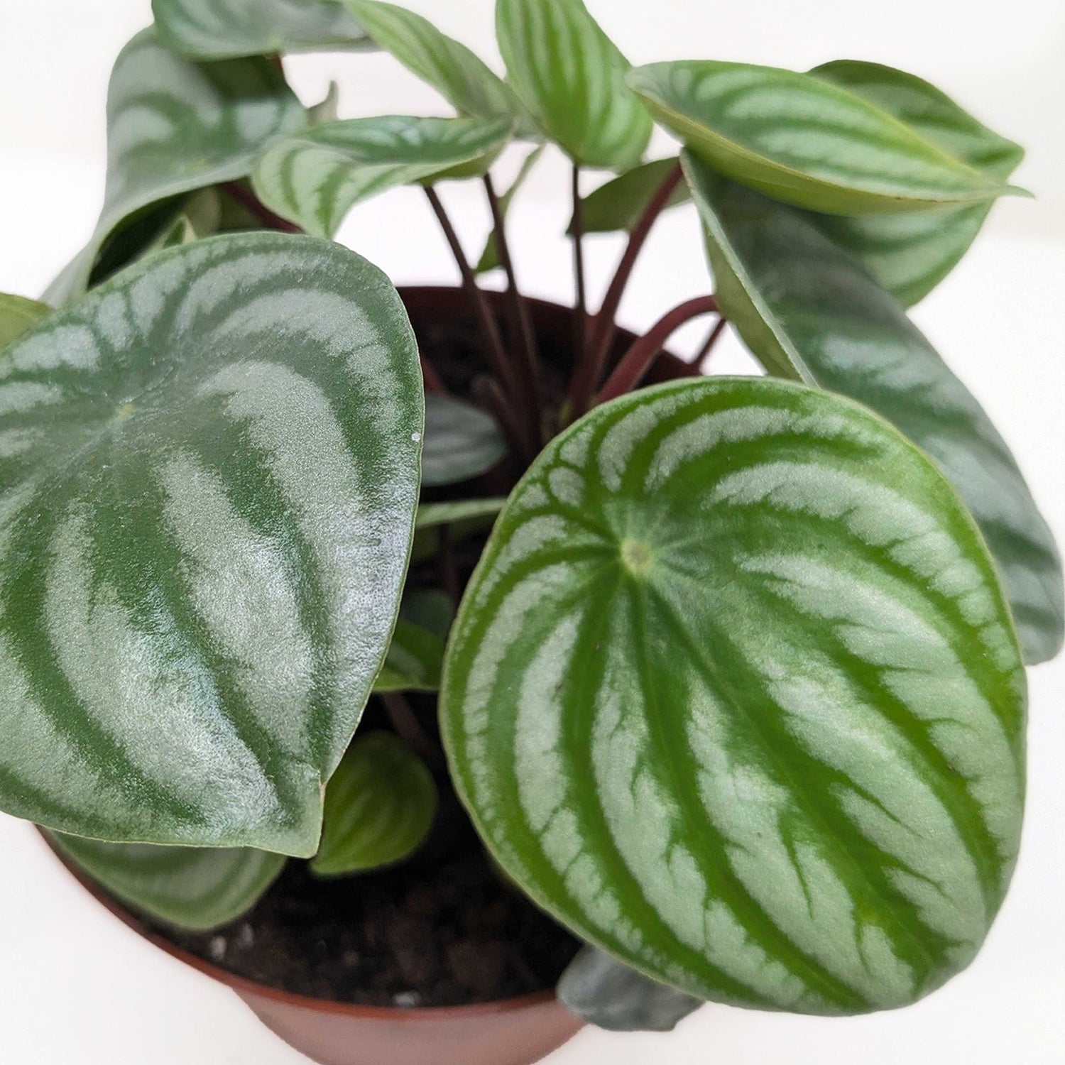 Peperomia Watermelon - Ethereal Company-4" Plant