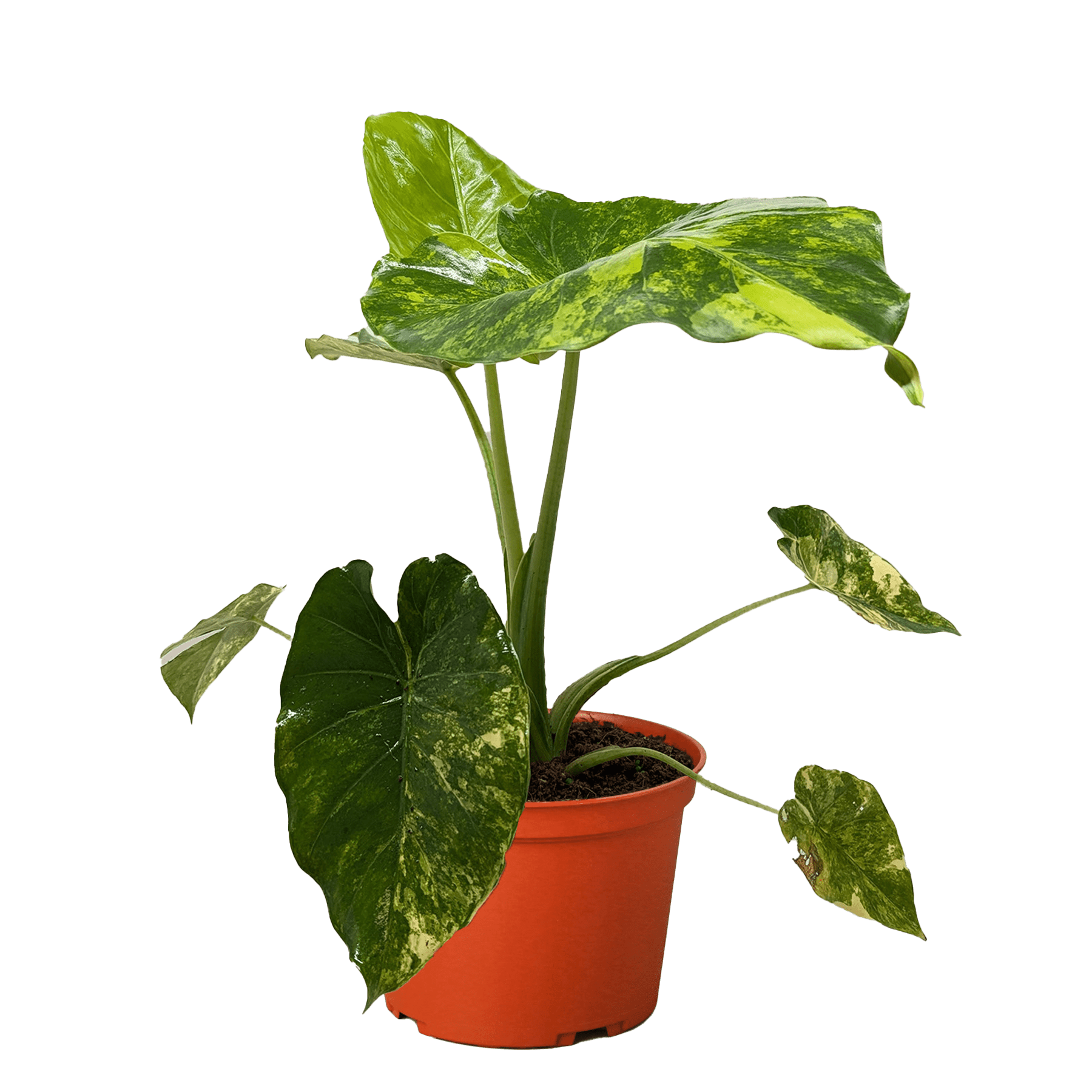 Philodendron Burle Marx Albo - Ethereal Company-Indoor Plants