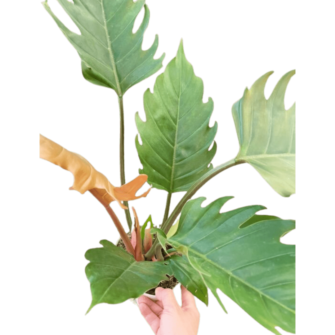 Philodendron Caramel Pluto - Ethereal Company-Indoor Plants