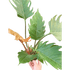 Philodendron Caramel Pluto - Ethereal Company-Indoor Plants