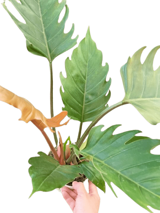 Philodendron Caramel Pluto - Ethereal Company-Indoor Plants