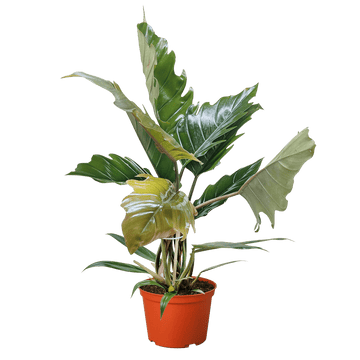 Philodendron Choco Empress - Ethereal Company-