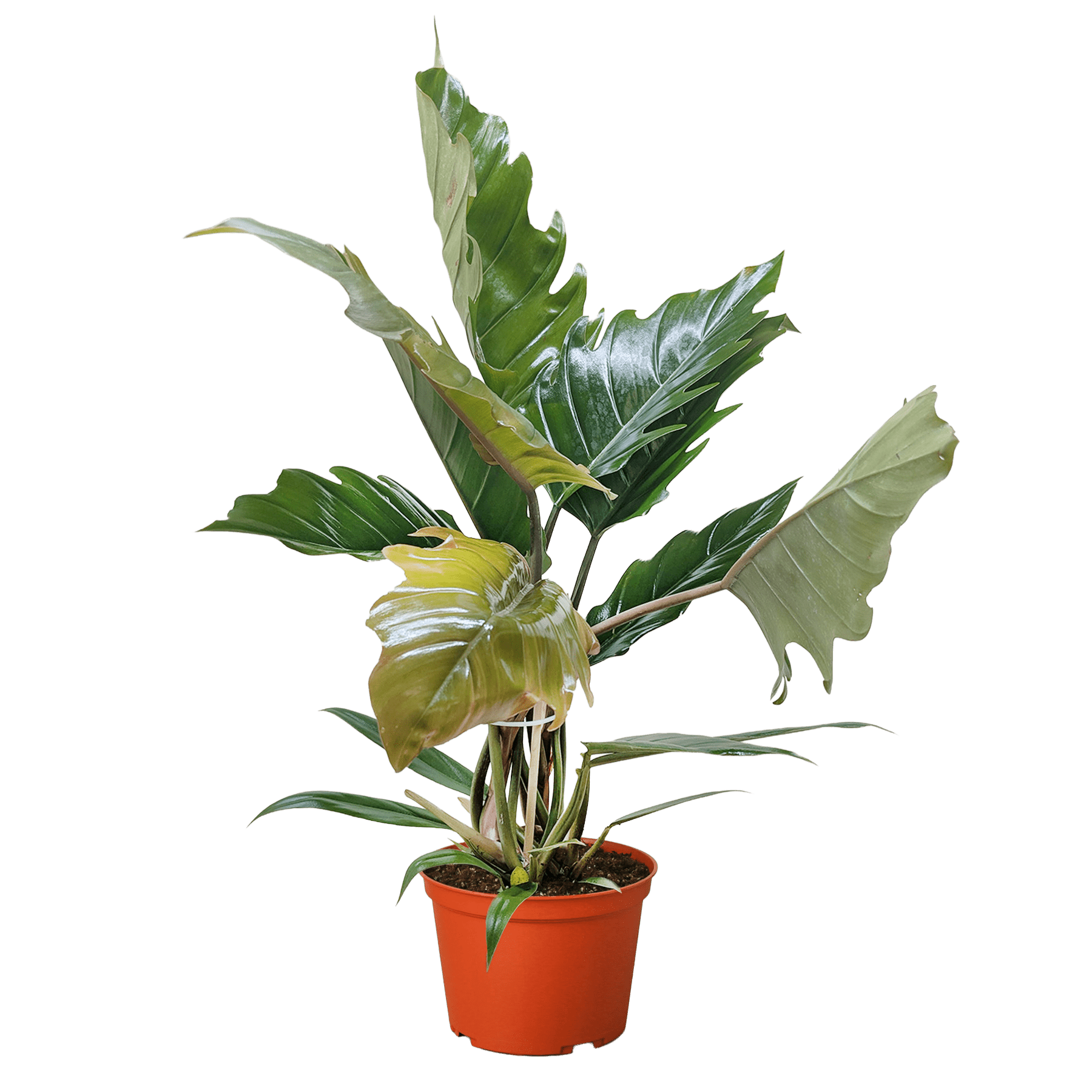 Philodendron Choco Empress - Ethereal Company-