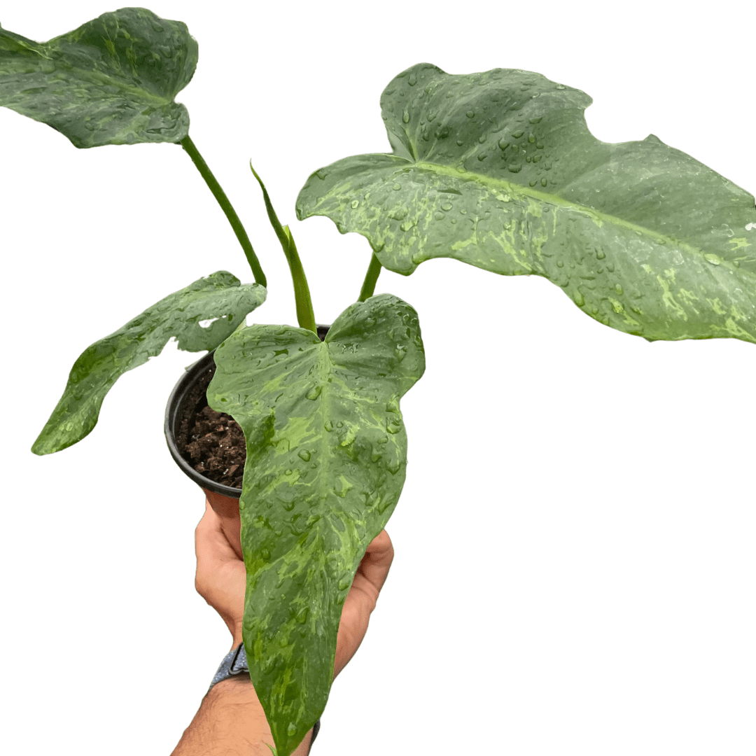 Philodendron &