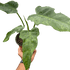 Philodendron &
