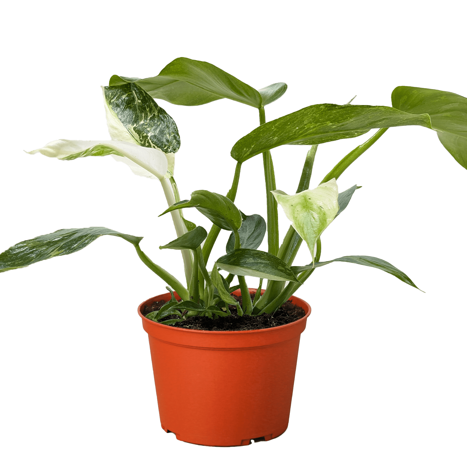 Philodendron Jose Bueno - Ethereal Company-4" Plant