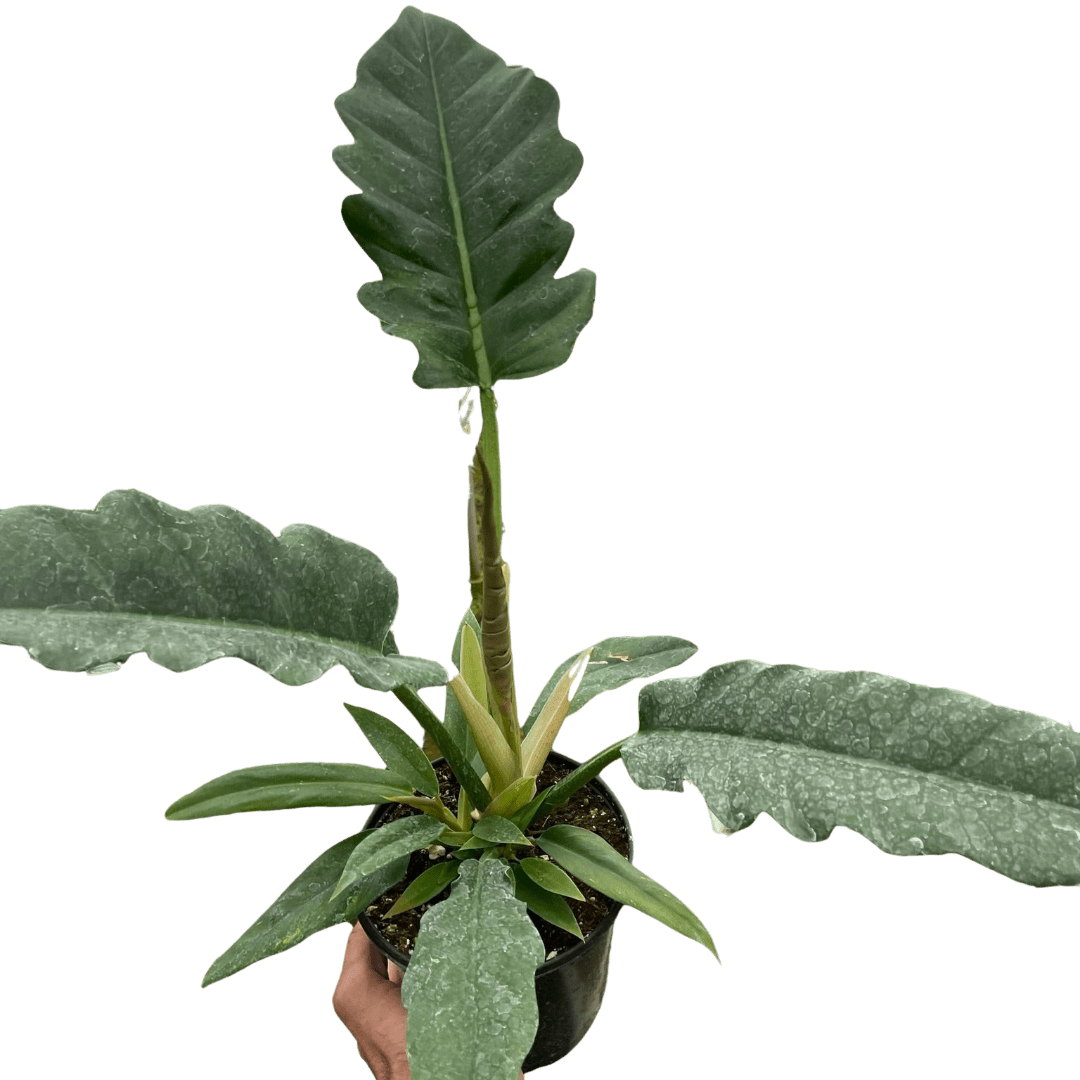 Philodendron &