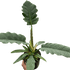 Philodendron &