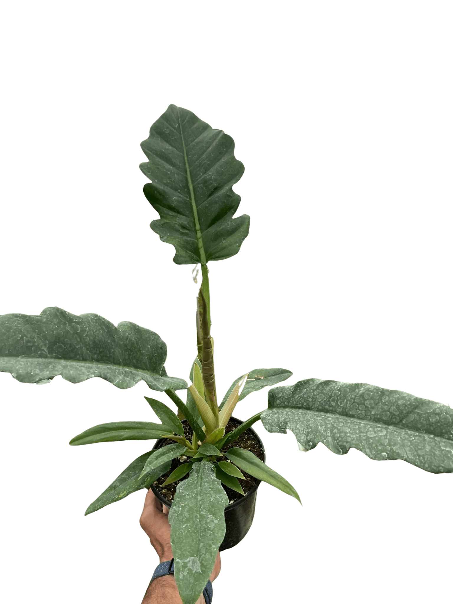 Philodendron &